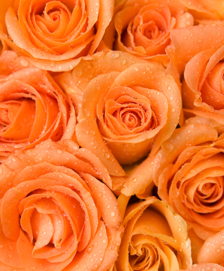 Untitled Design (17)