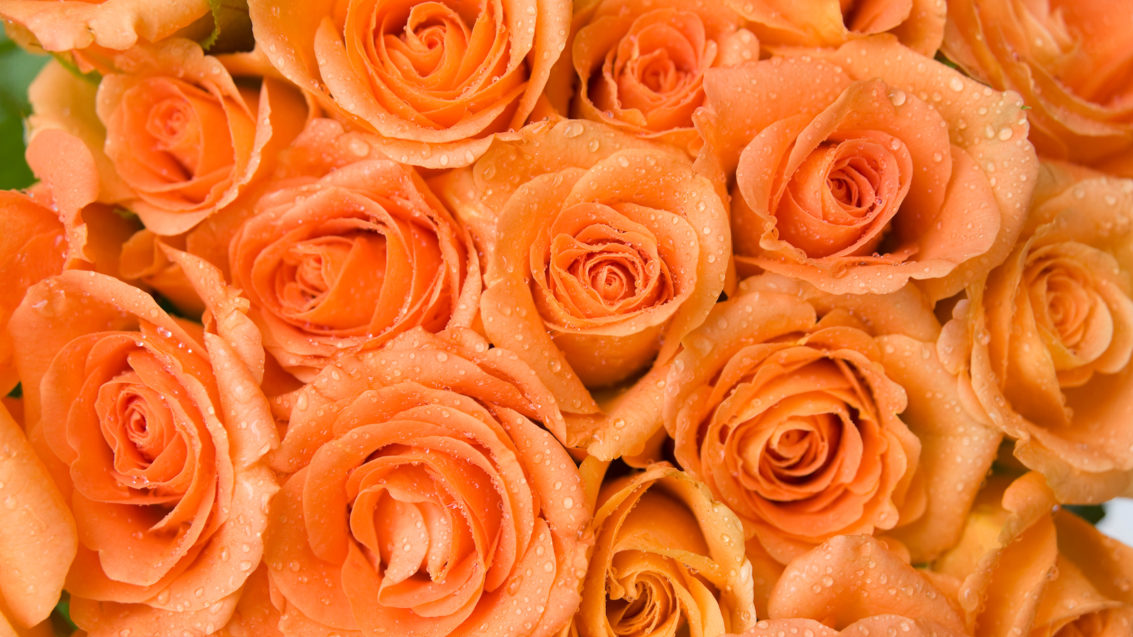 Untitled Design (17)