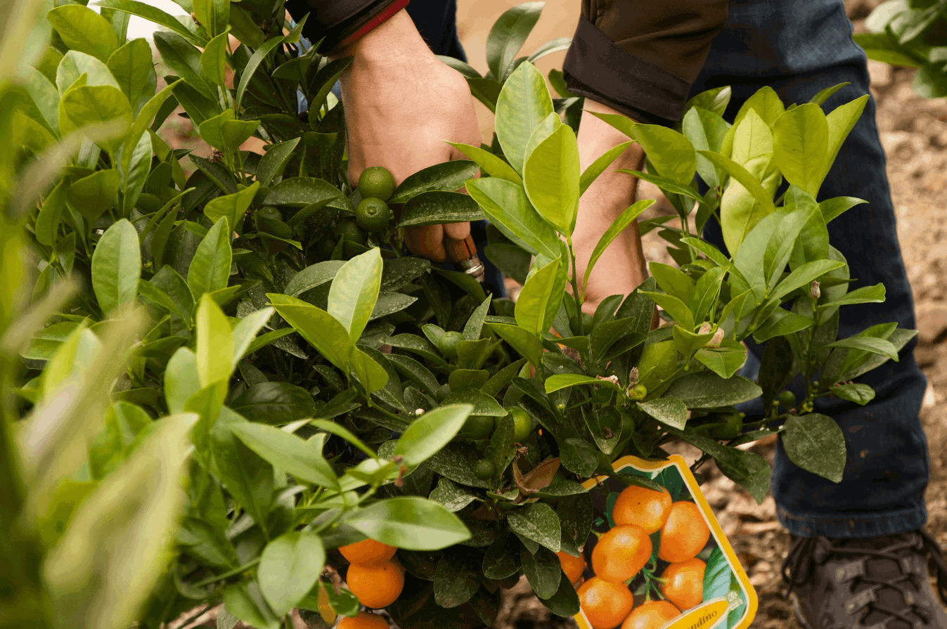 Sustainability 1 (Carbon Footprint)